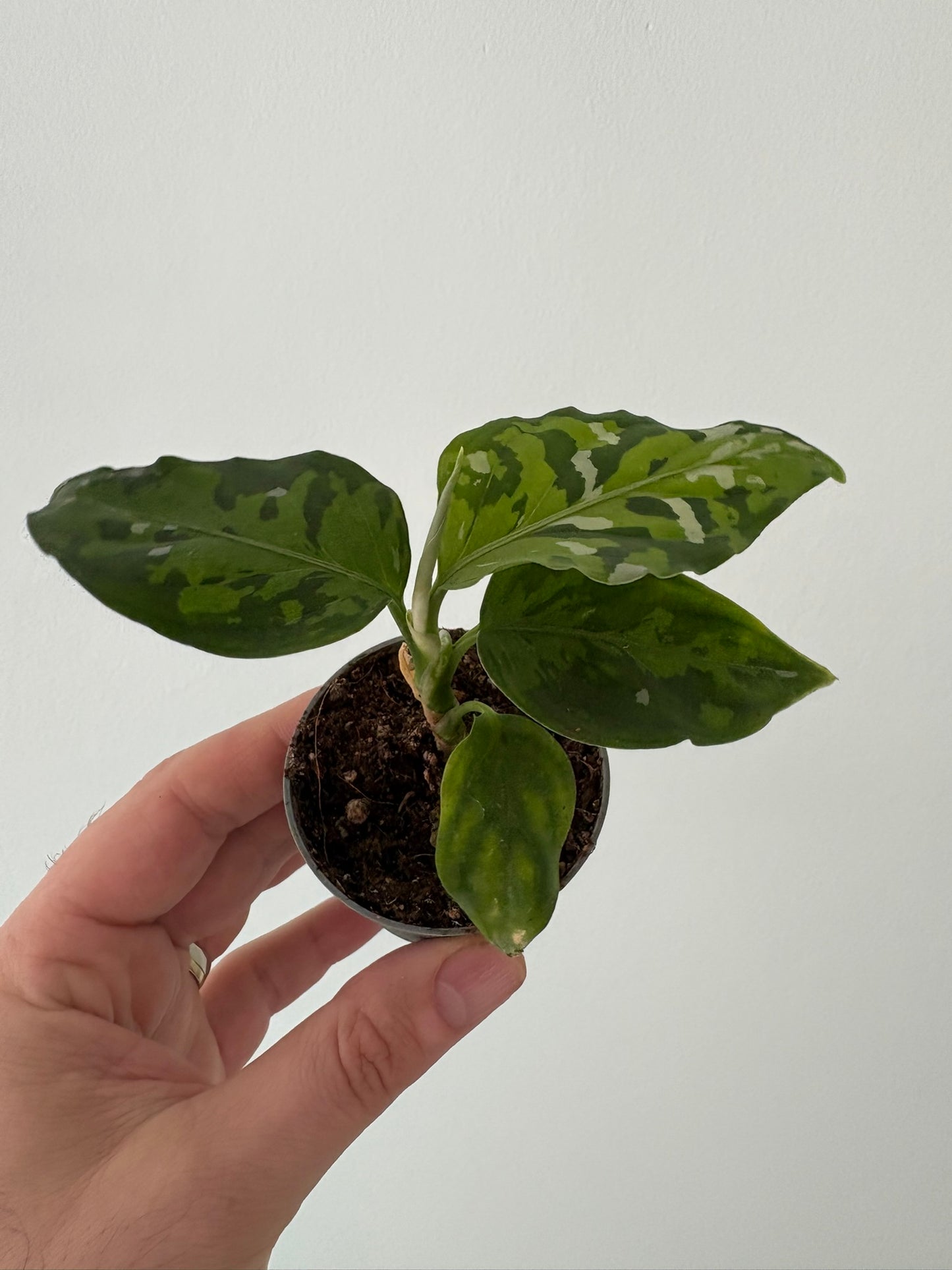 Rare Camouflage Aglaonema pictum ‘Tricolor’ – 6cm Pot – 15cm Tall
