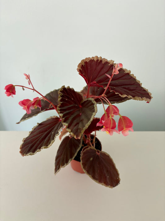 Begonia darthvaderiana ‘Green Spots’ – 8cm Pot – 12–15cm Tall – Rare Begonia Houseplant