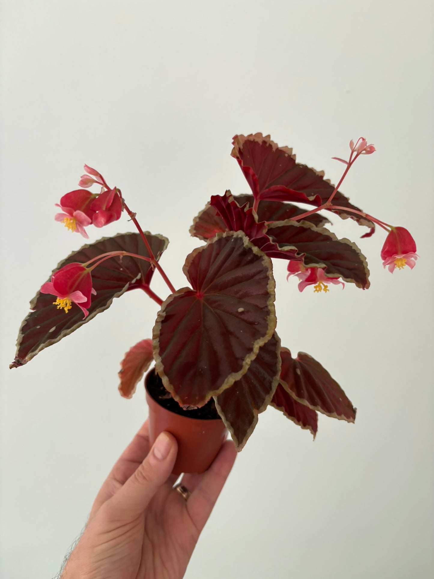 Begonia darthvaderiana ‘Green Spots’ – 8cm Pot – 12–15cm Tall – Rare Begonia Houseplant