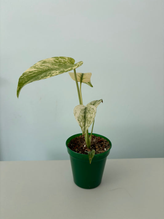 Rare Mint Monstera deliciosa– 8cm Pot – 20cm Tall – Tropical Houseplant