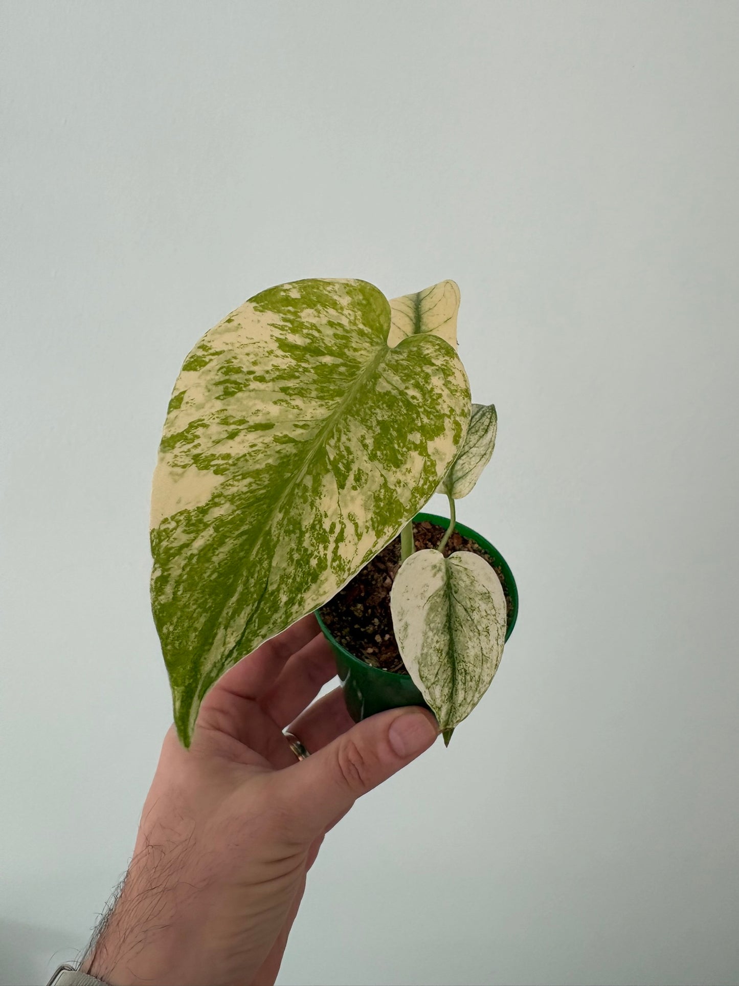 Rare Mint Monstera deliciosa– 8cm Pot – 20cm Tall – Tropical Houseplant