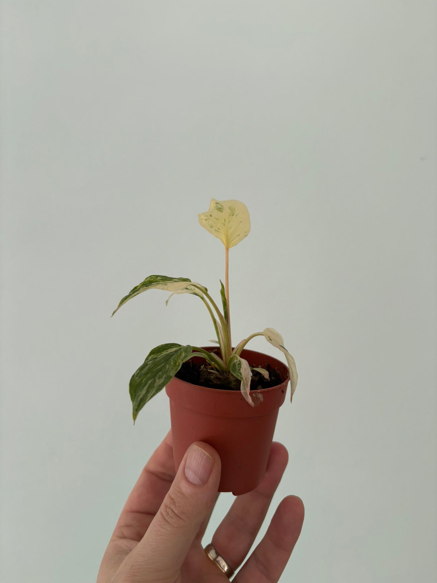 Ultra rare ‘Variegata Mint’ rubescens Homalomena – 7cm Pot – 10-12cm Tall – Variegated Tropical Houseplant