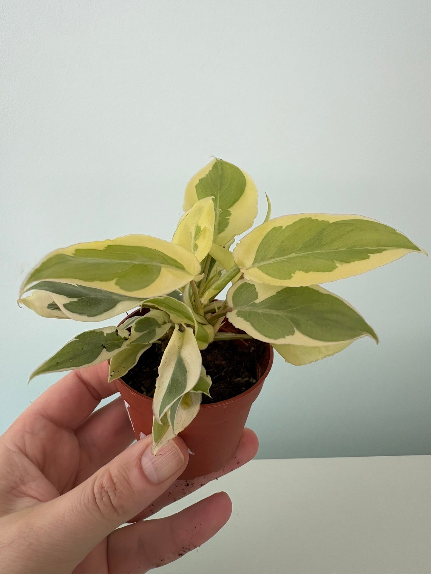 Philodendron burle-marx ‘White Lava’ – 7cm Pot – 12cm Tall – Variegated Tropical Houseplant