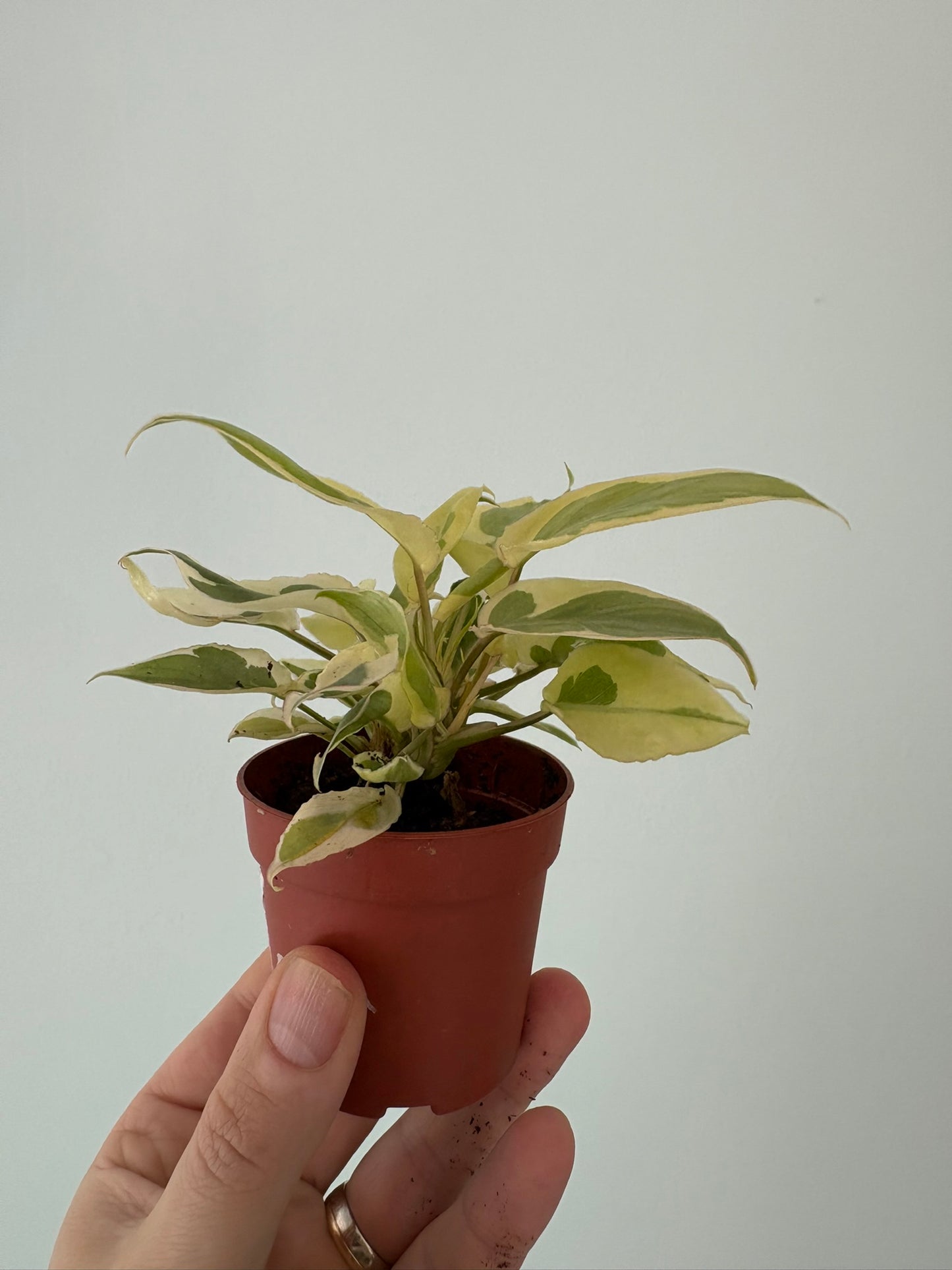 Philodendron burle-marx ‘White Lava’ – 7cm Pot – 12cm Tall – Variegated Tropical Houseplant