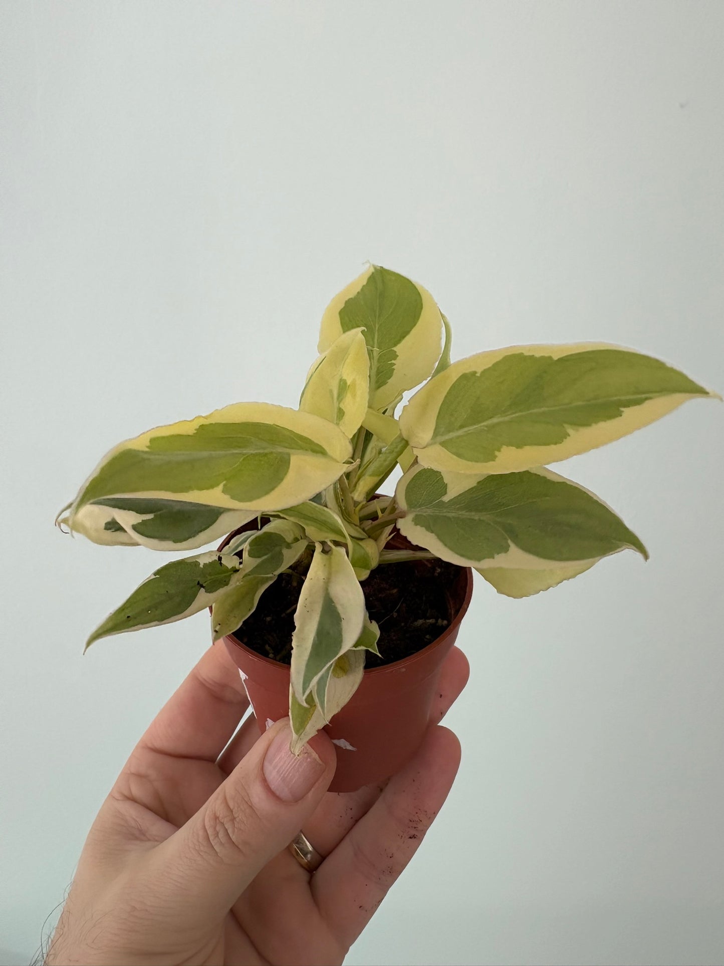 Philodendron burle-marx ‘White Lava’ – 7cm Pot – 12cm Tall – Variegated Tropical Houseplant