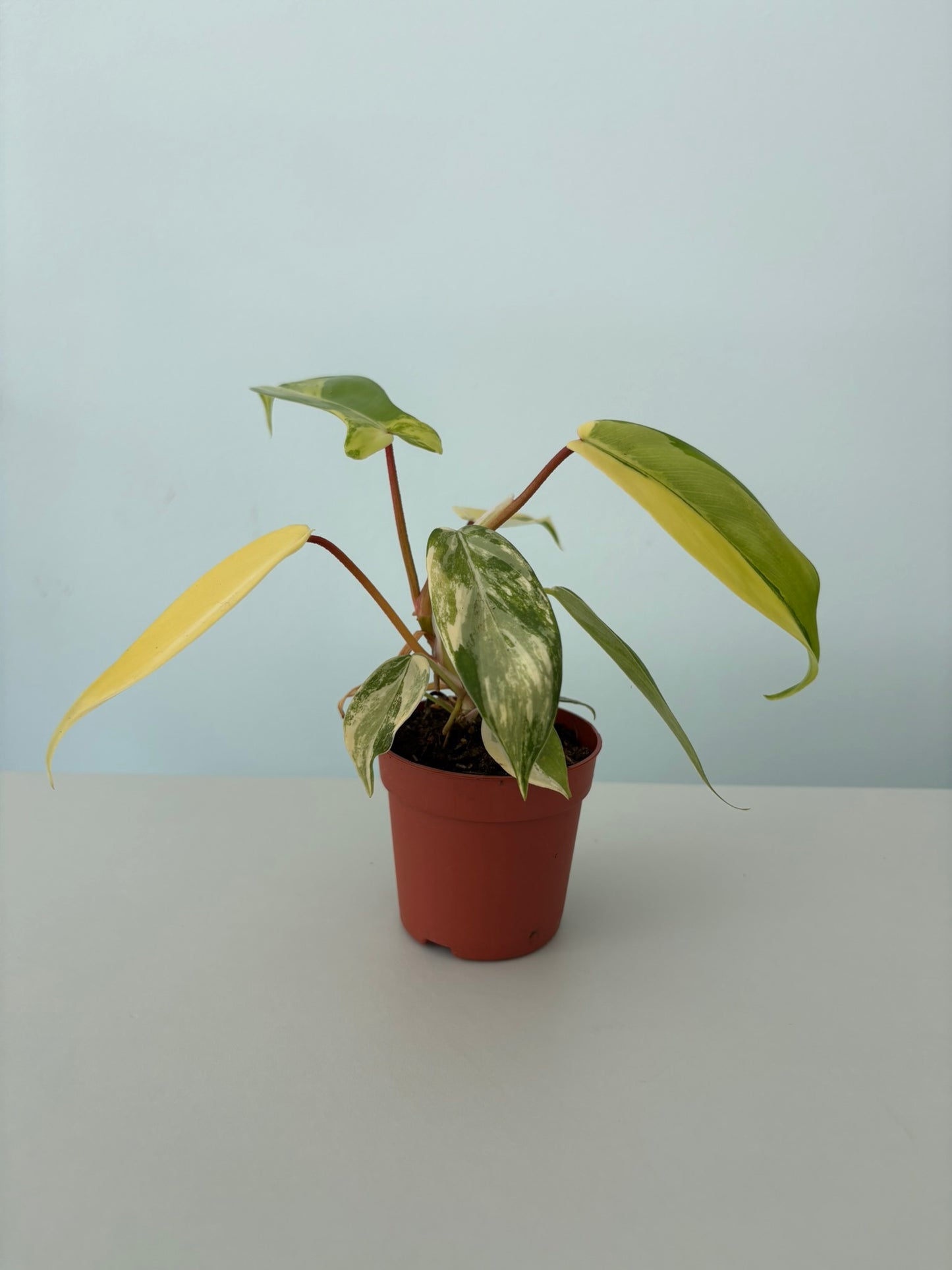 philodendron florida beauty kaufen Philodendron 'Florida Beauty' – 7cm Pot – 10–15cm Tall – Variegated Tr –  Tropical Plants Boutique