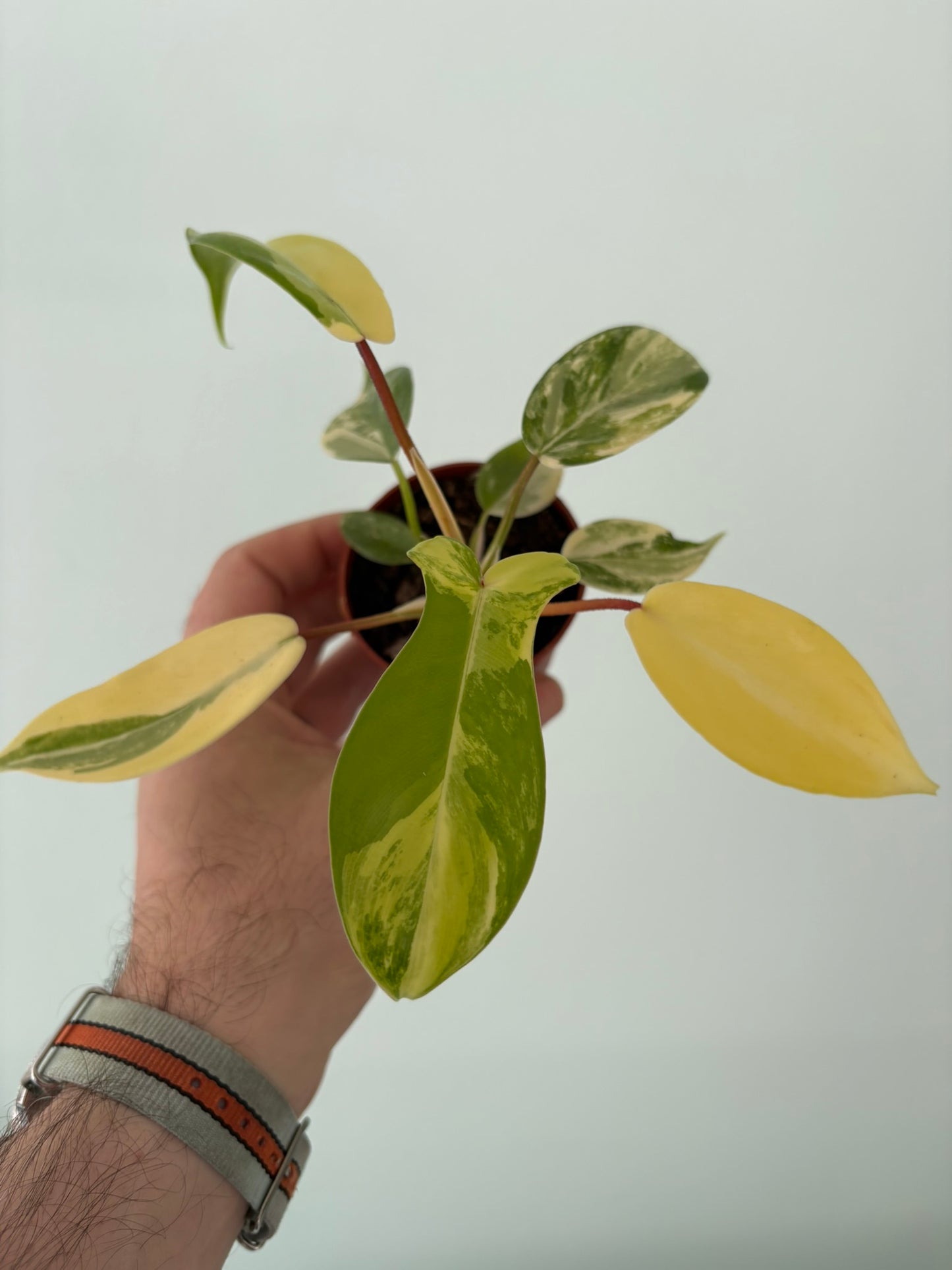 Philodendron ‘Florida Beauty’ – 7cm Pot – 10–15cm Tall – Variegated Tropical Houseplant