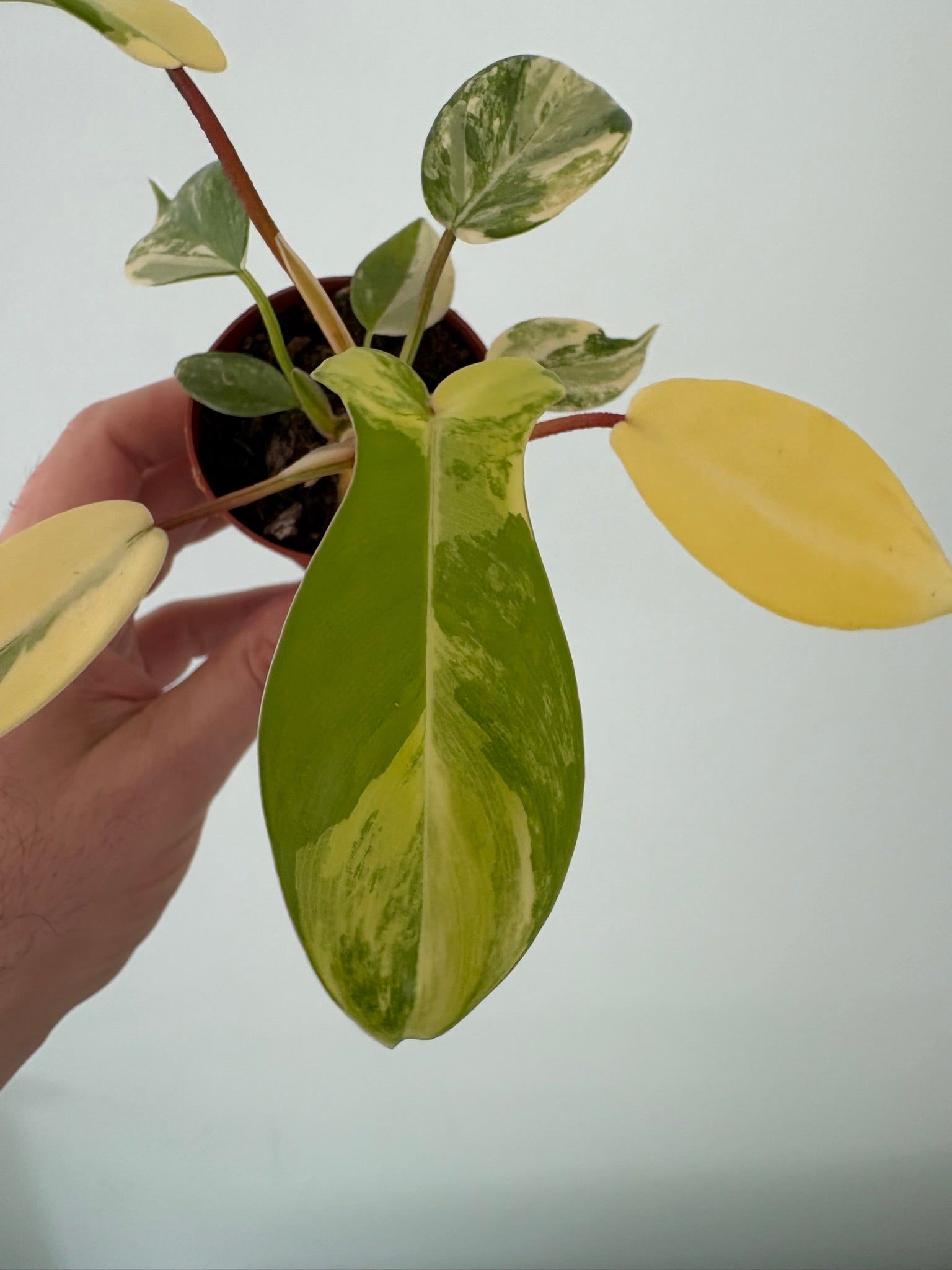 Philodendron 'Florida Beauty' – 7cm Pot – 10–15cm Tall – Variegated Tr –  Tropical Plants Boutique