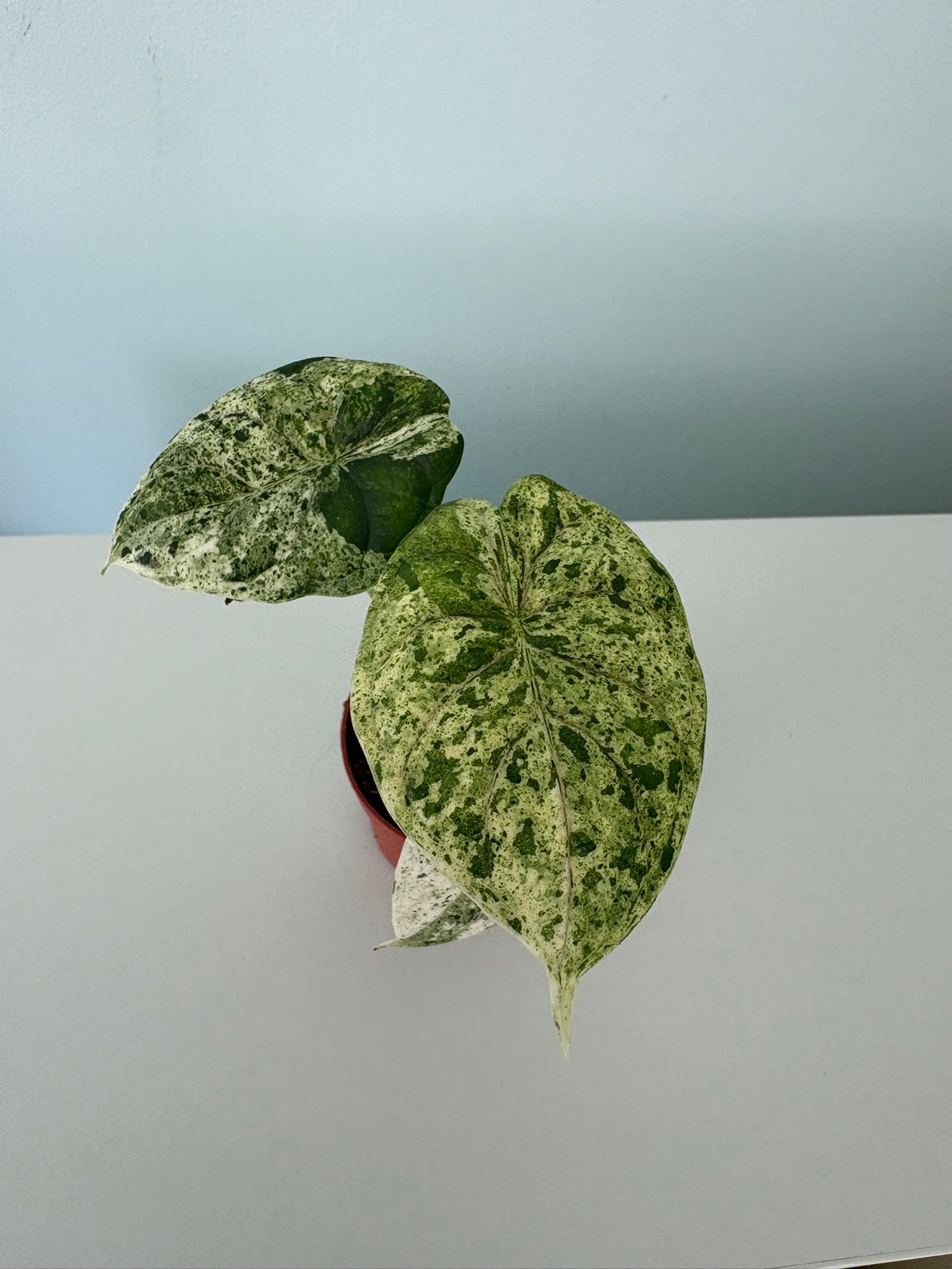 Alocasia ‘Dragon Scale Variegata’ – 7cm Pot – 15 to 20cm Tall