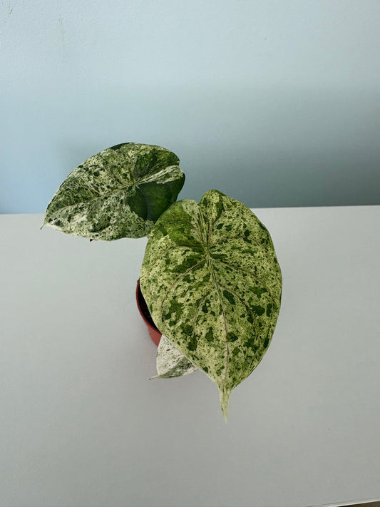 Alocasia ‘Dragon Scale Variegata’ – 7cm Pot – 15 to 20cm Tall