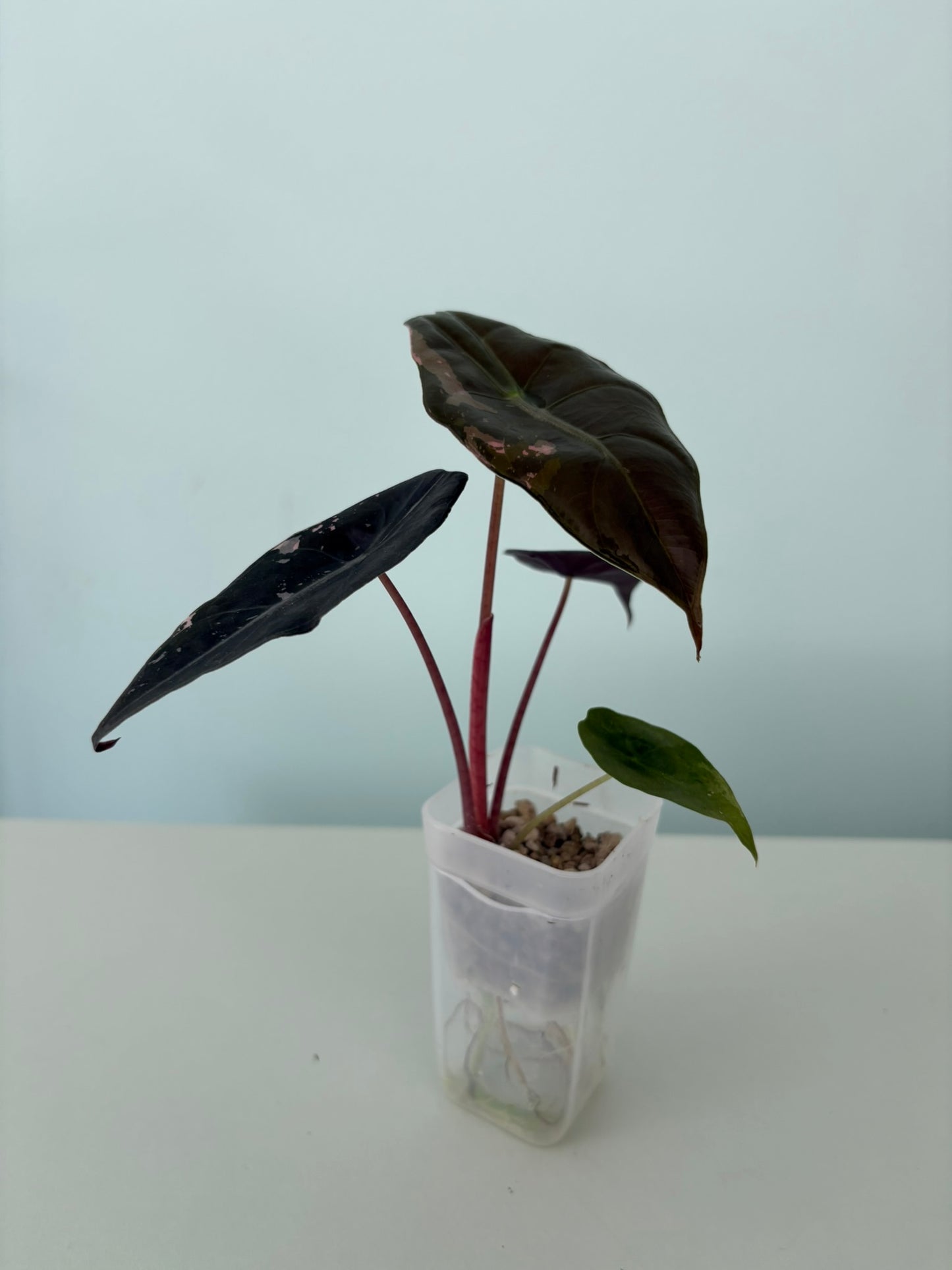 Alocasia Pink Chantrieri
