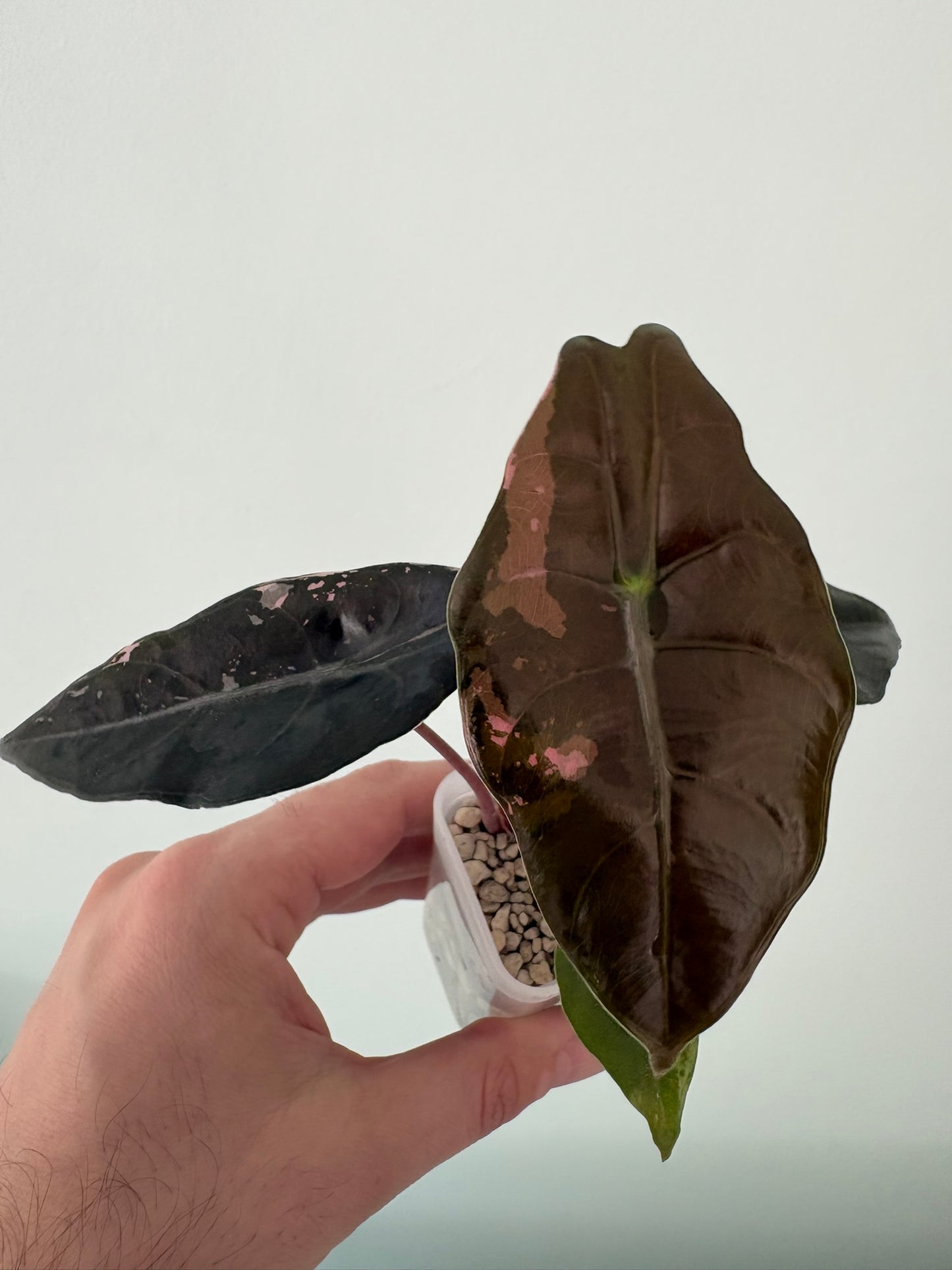 Alocasia Pink Chantrieri