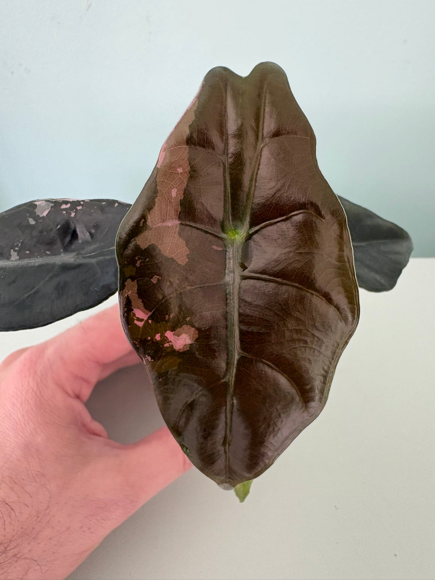 Alocasia Pink Chantrieri