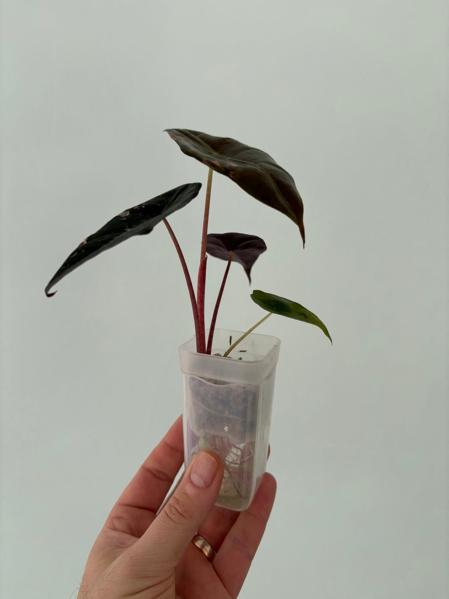 Alocasia Pink Chantrieri