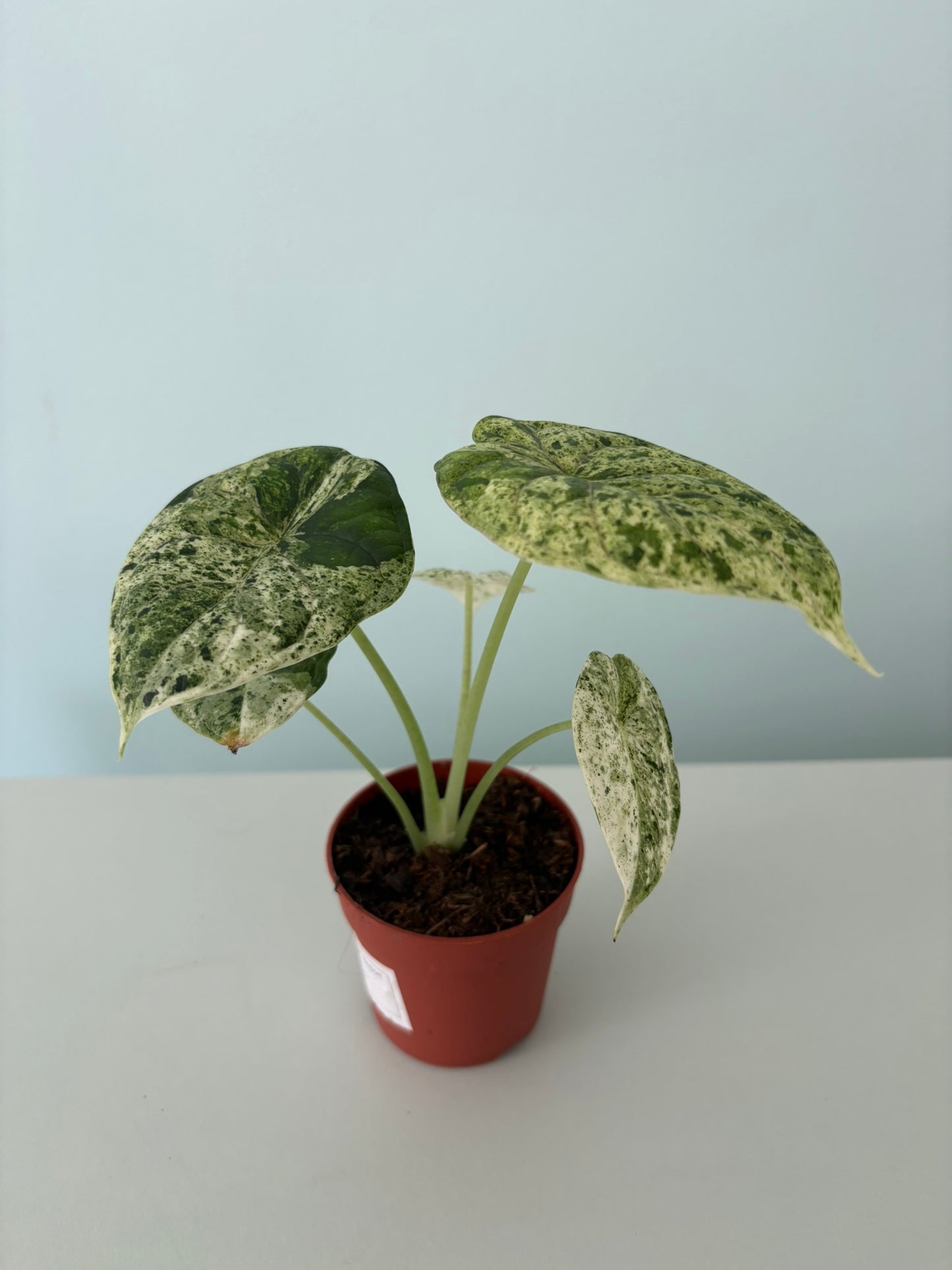 Alocasia ‘Dragon Scale Variegata’ – 7cm Pot – 15 to 20cm Tall