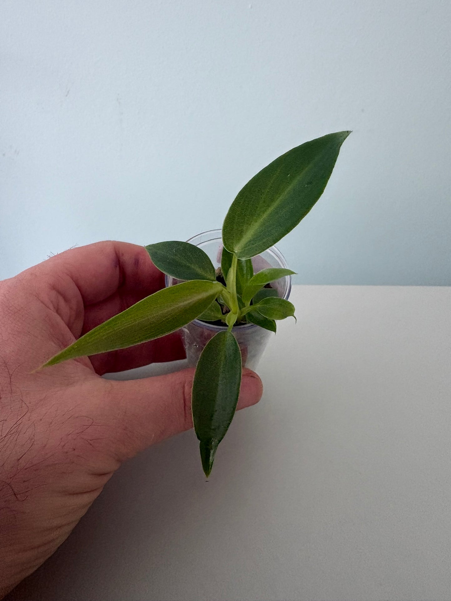 Philodendron spiritus sancti