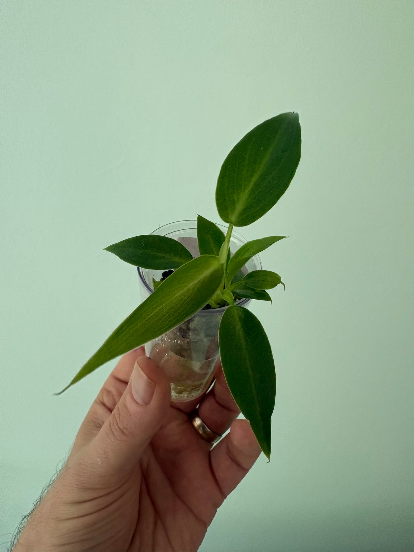 Philodendron spiritus sancti