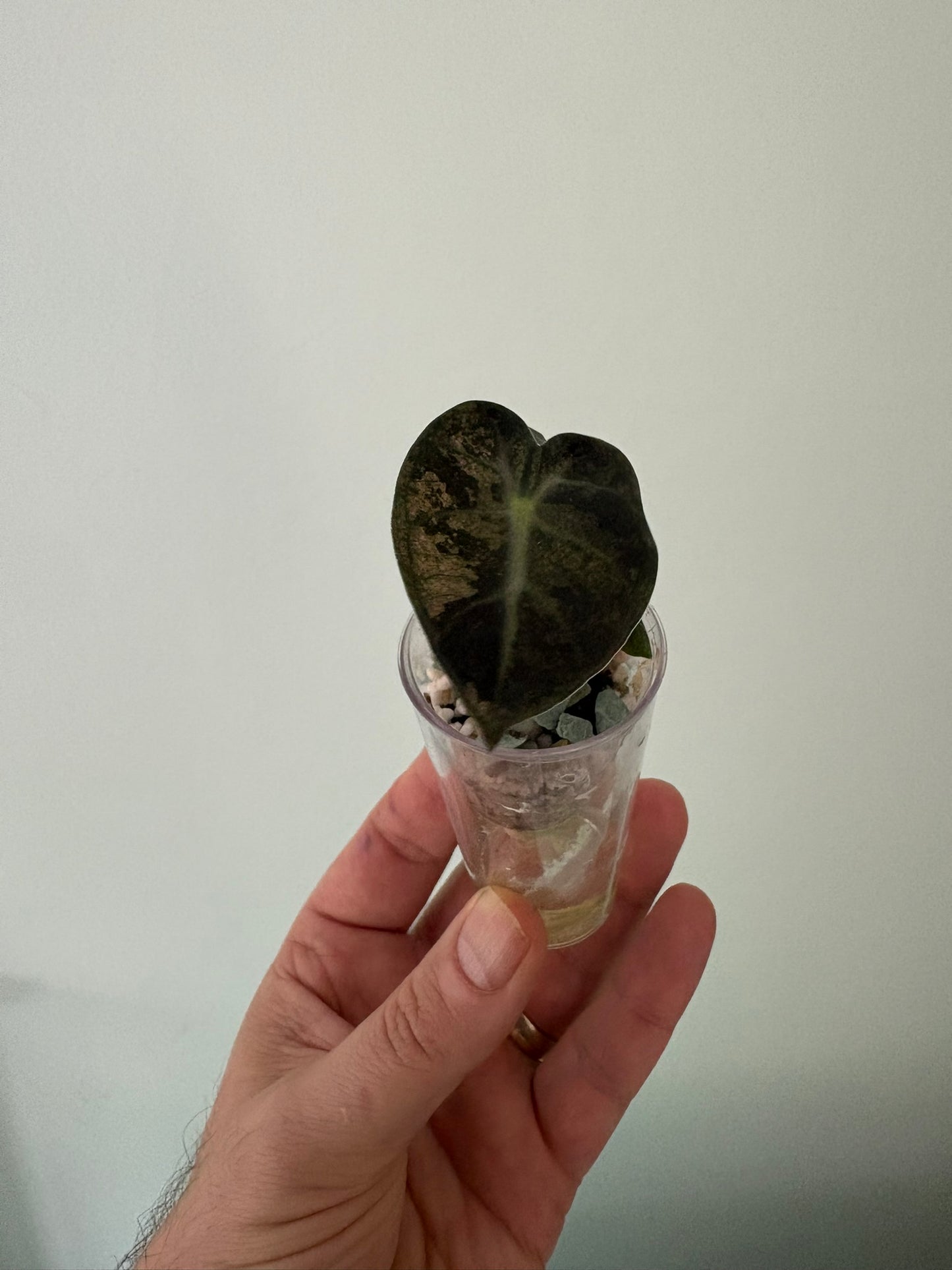 Alocasia Balloon Heart Variegated