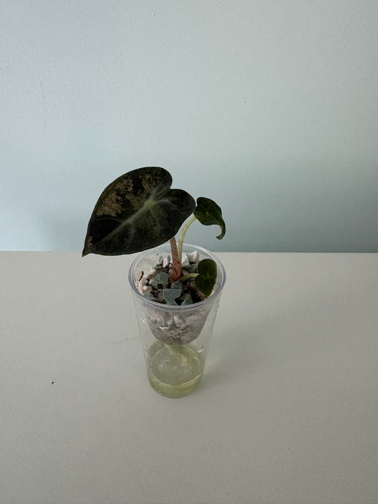 Alocasia Balloon Heart Variegated