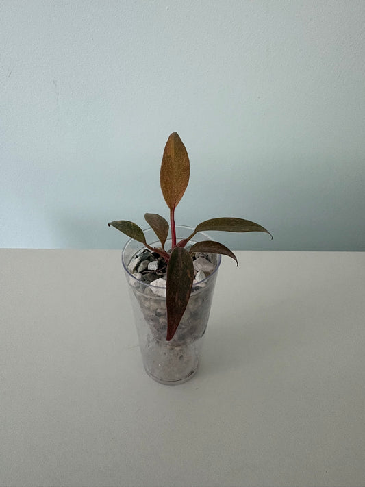 Philodendron Orange Princess