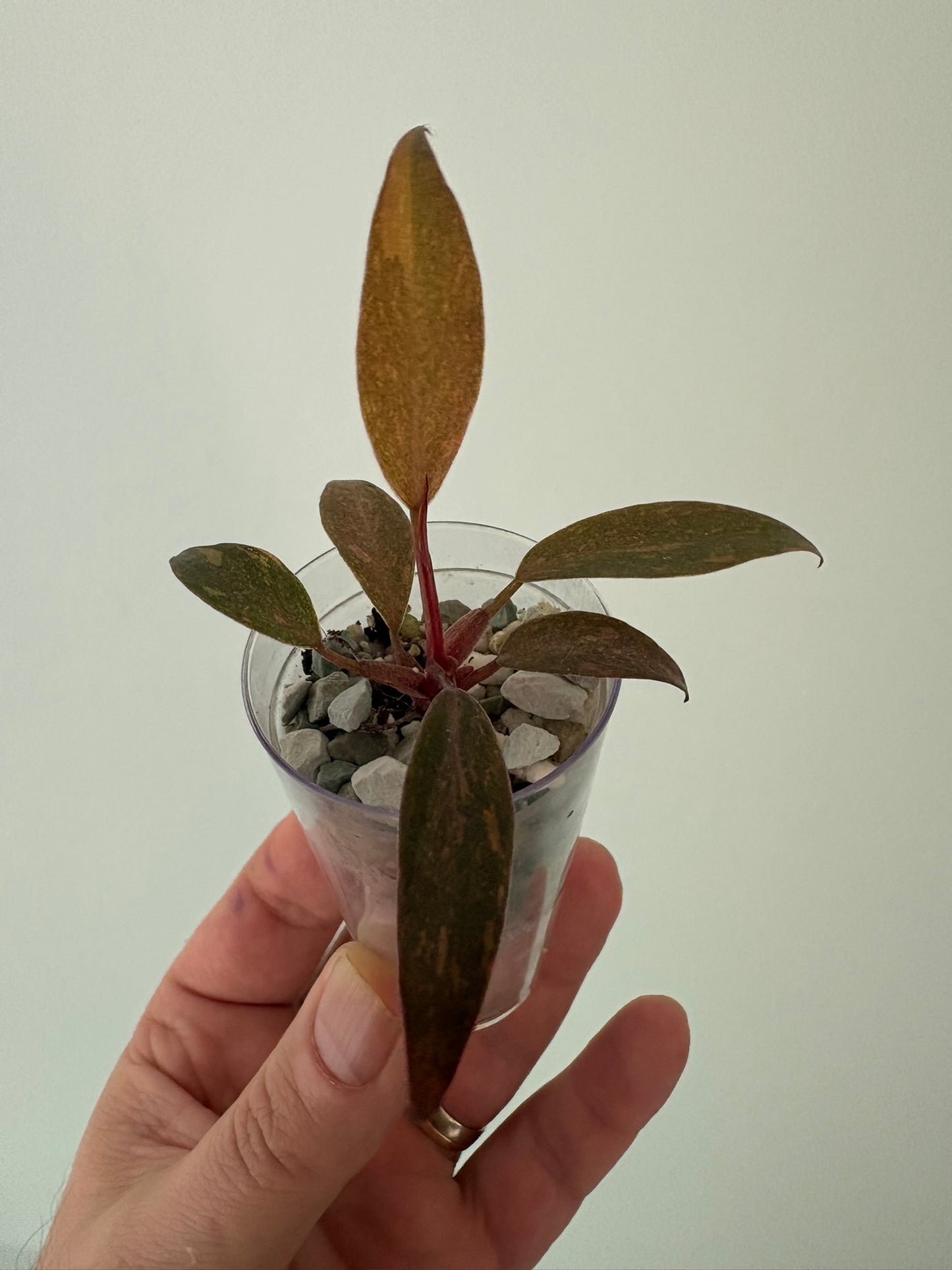 Philodendron Orange Princess