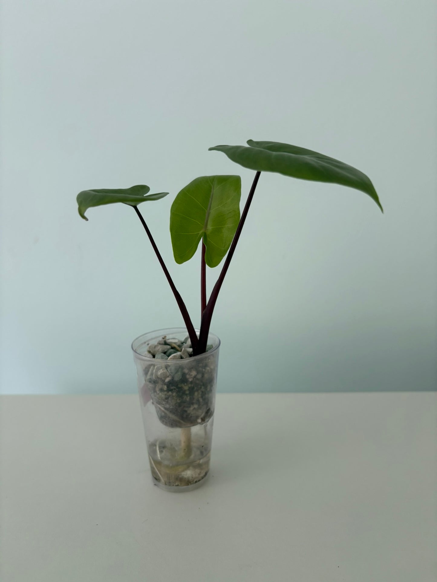 Alocasia Black Stem Albo Macrorrhiza