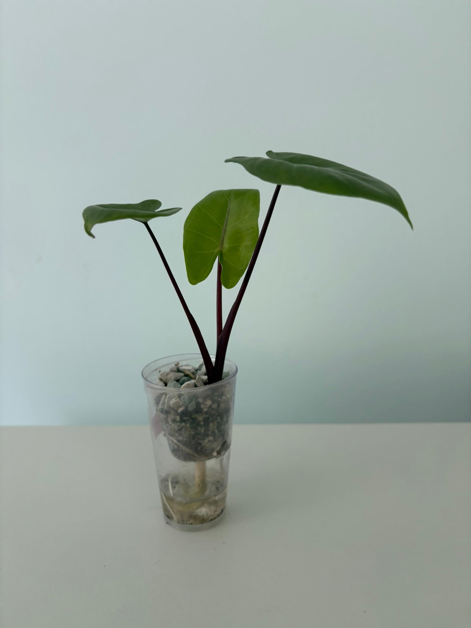 Alocasia Black Stem Albo Macrorrhiza