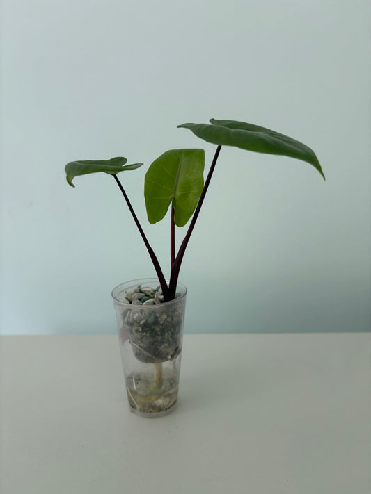 Alocasia Black Stem Albo Macrorrhiza