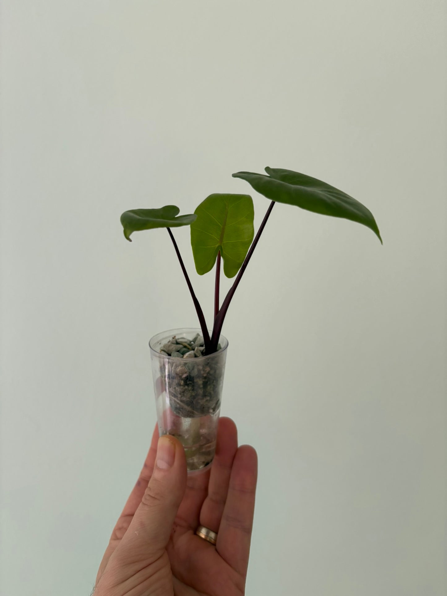 Alocasia Black Stem Albo Macrorrhiza