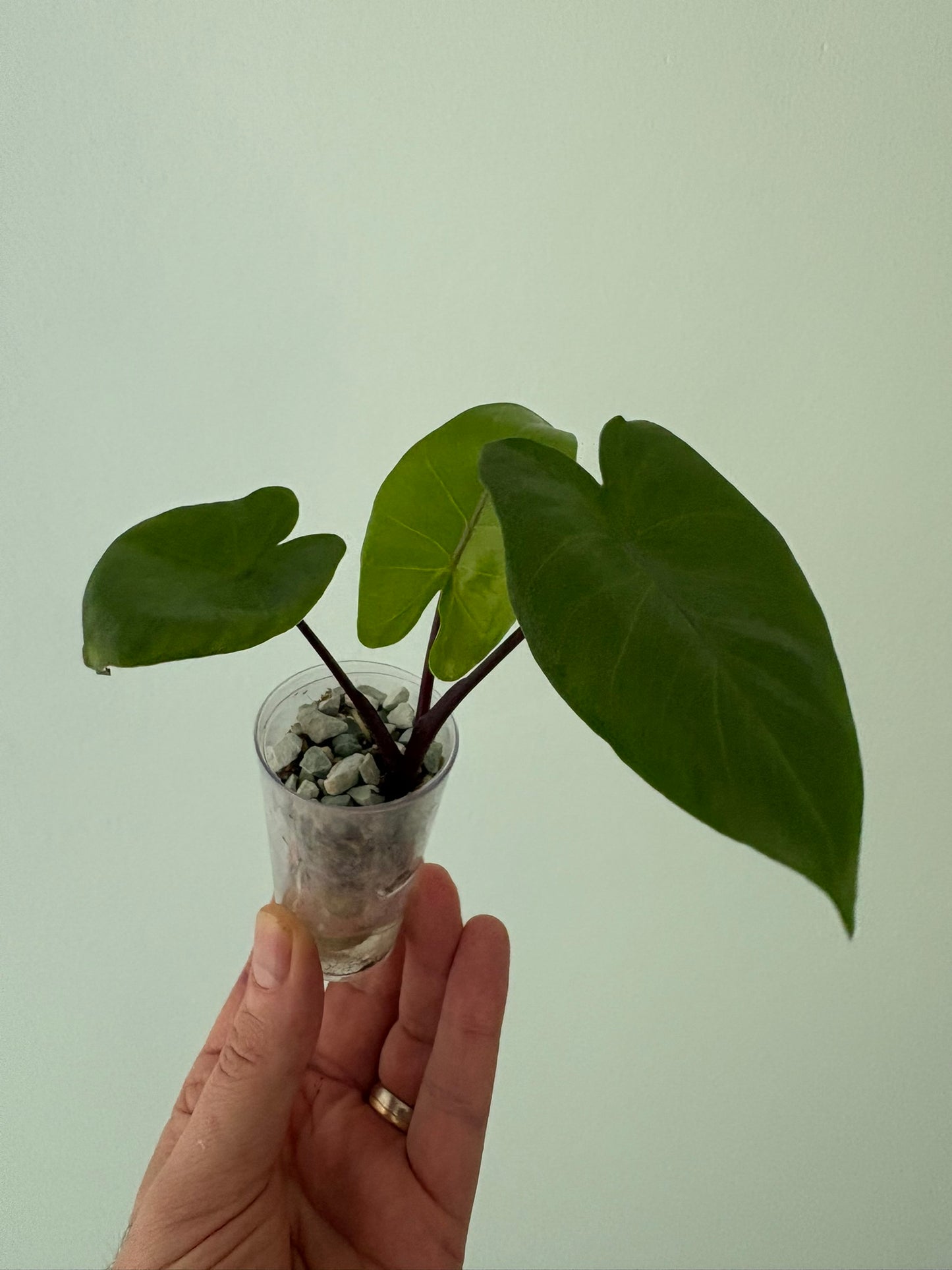 Alocasia Black Stem Albo Macrorrhiza