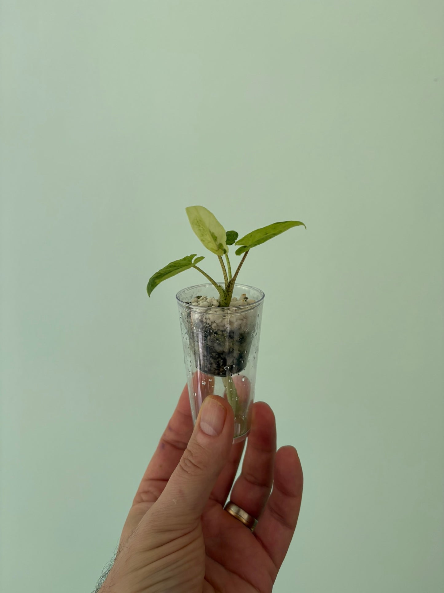 Alocasia Lauterbachiana Aurea
