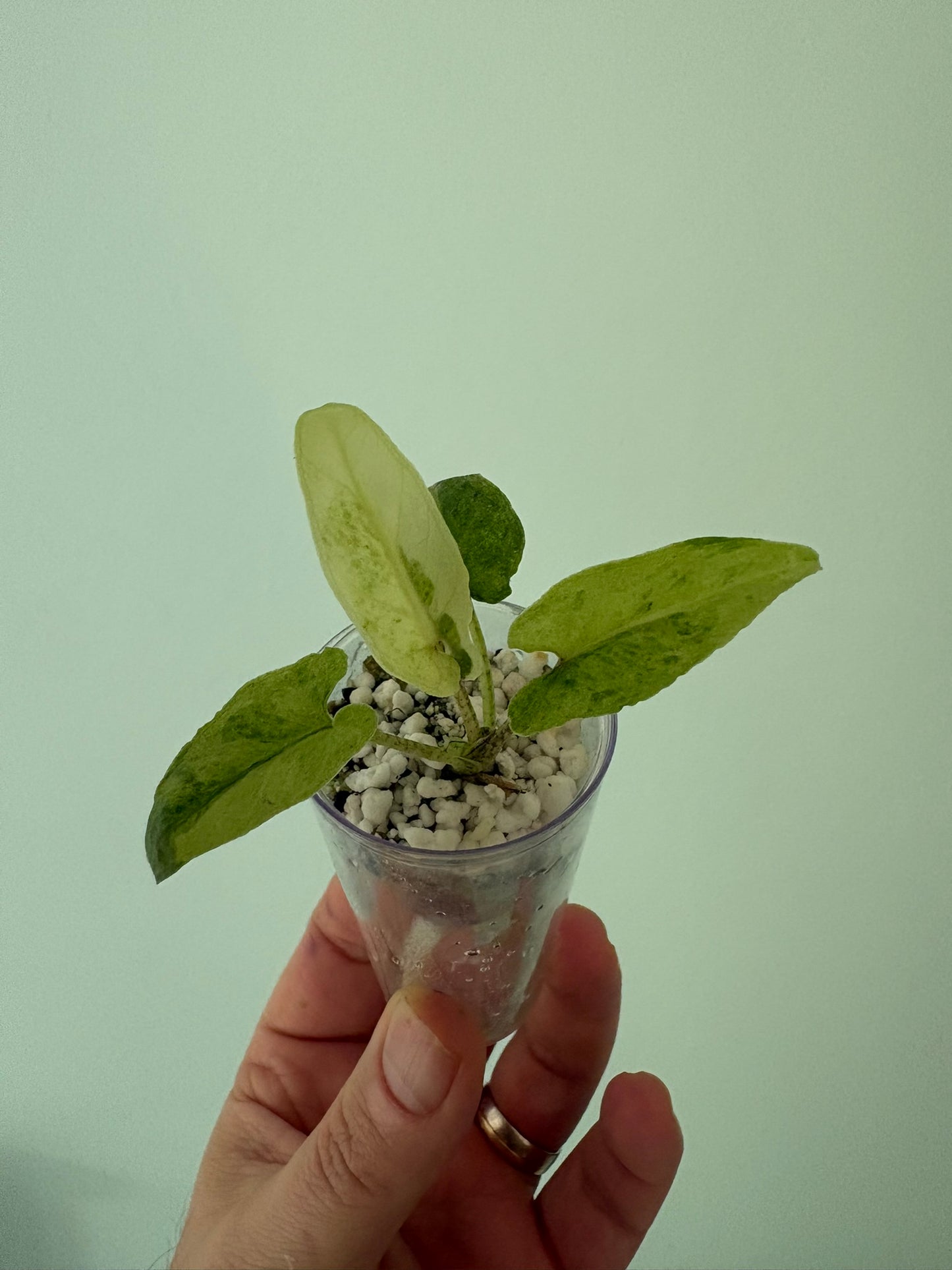 Alocasia Lauterbachiana Aurea