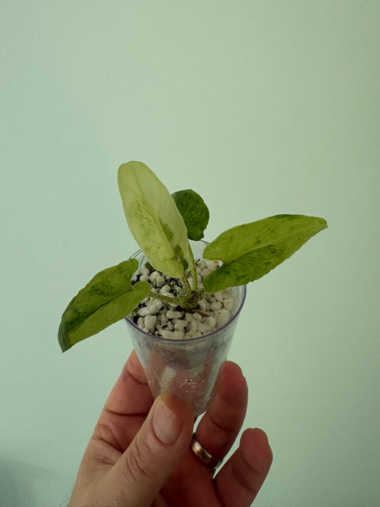 Alocasia Lauterbachiana Aurea