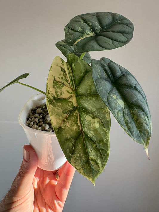 Silver Dragon Albo Alocasia