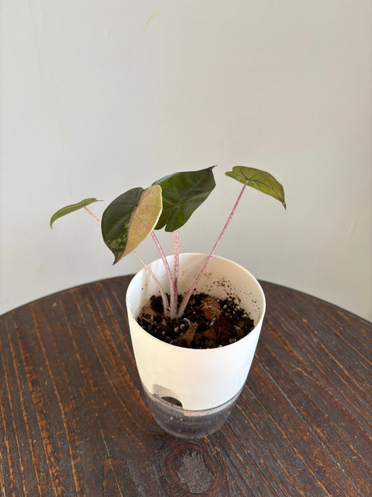 Alocasia Yucatan Princess Pink Variegated