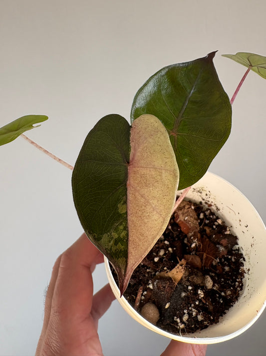 Alocasia Yucatan Princess Pink Variegated