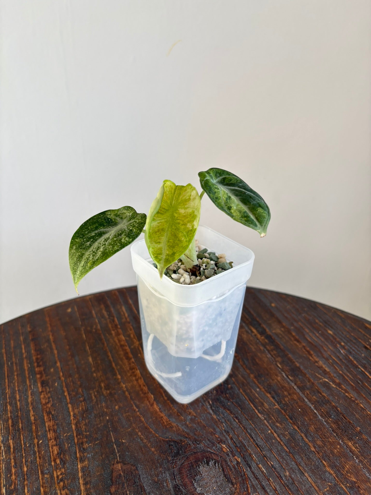 Alocasia Ninja Tricolour – Tropical Plants Boutique
