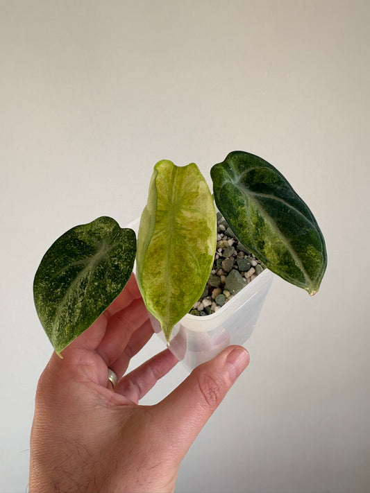 Alocasia Ninja Tricolour