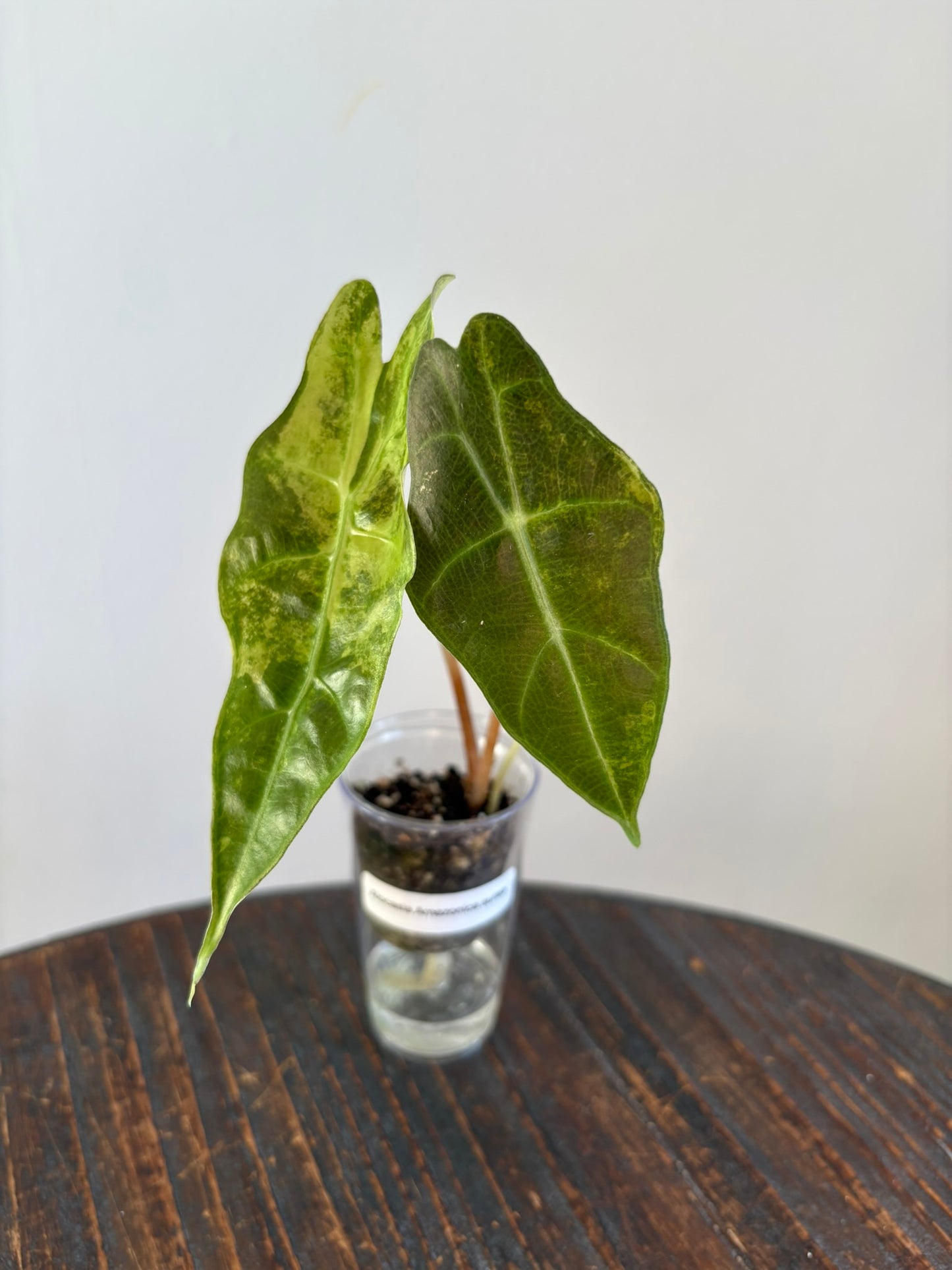 Alocasia Amazonica Aurea