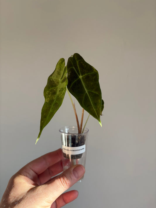 Alocasia Amazonica Aurea