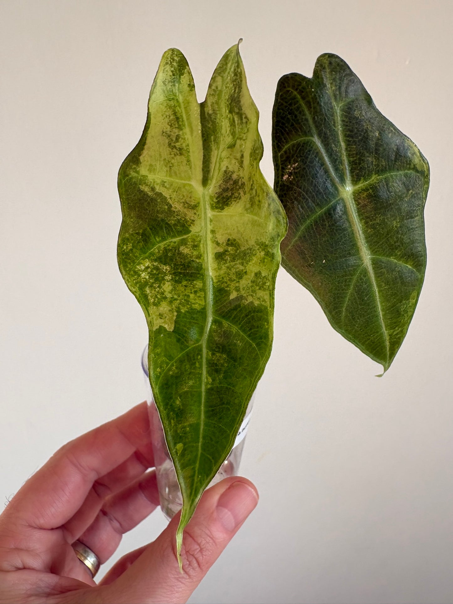 Alocasia Amazonica Aurea