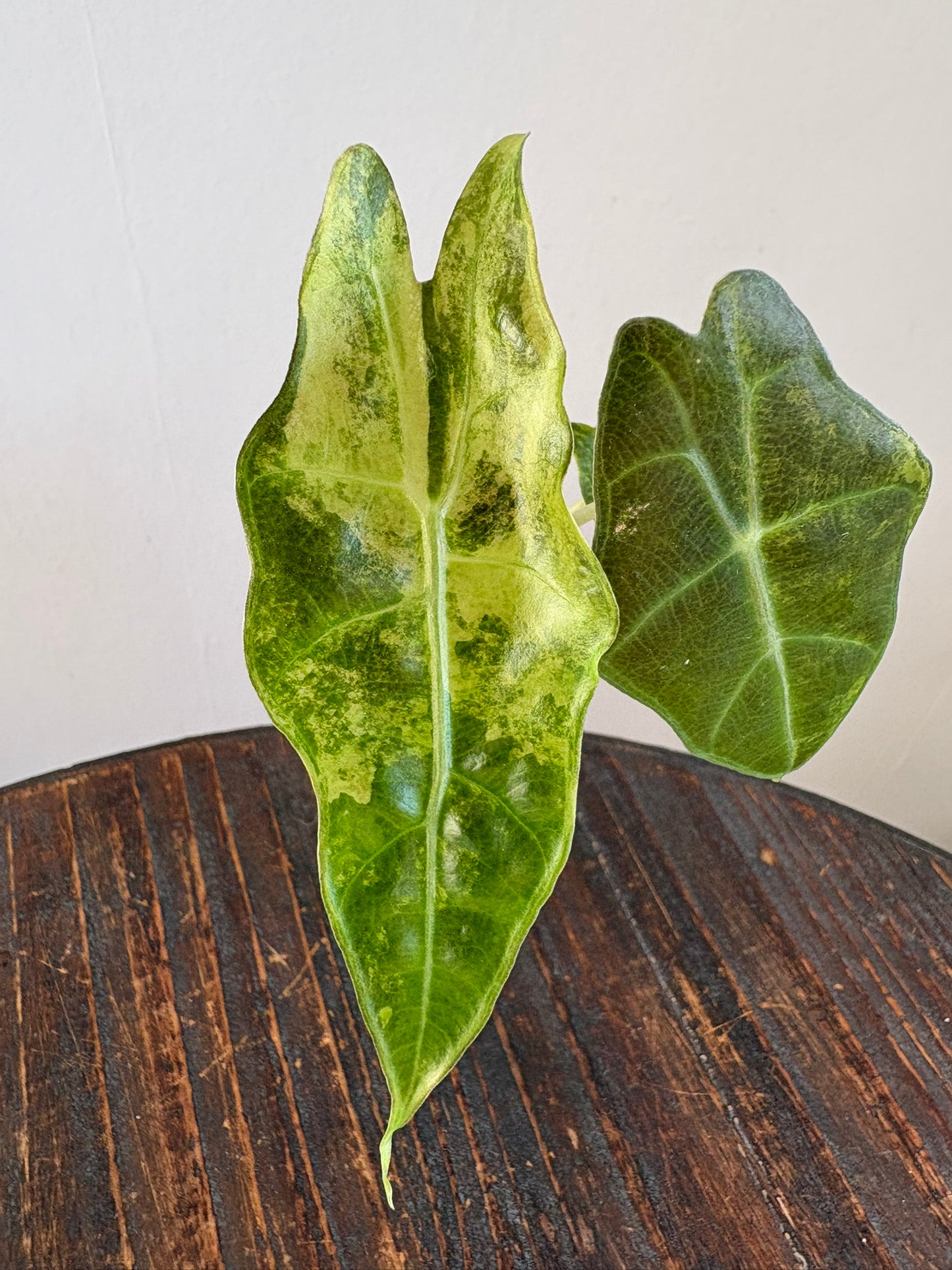 Alocasia Amazonica Aurea