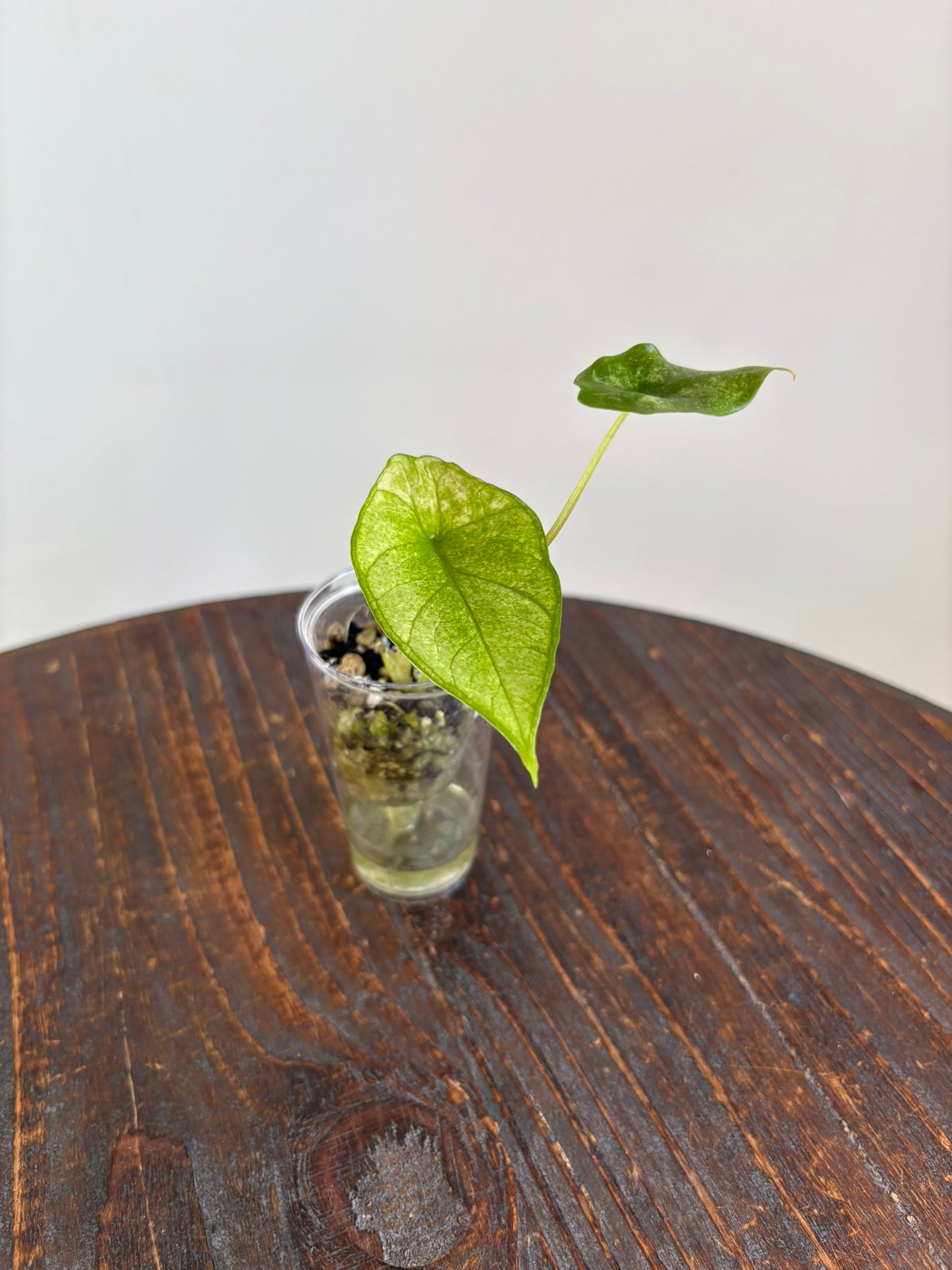 Alocasia Scalprum Albo