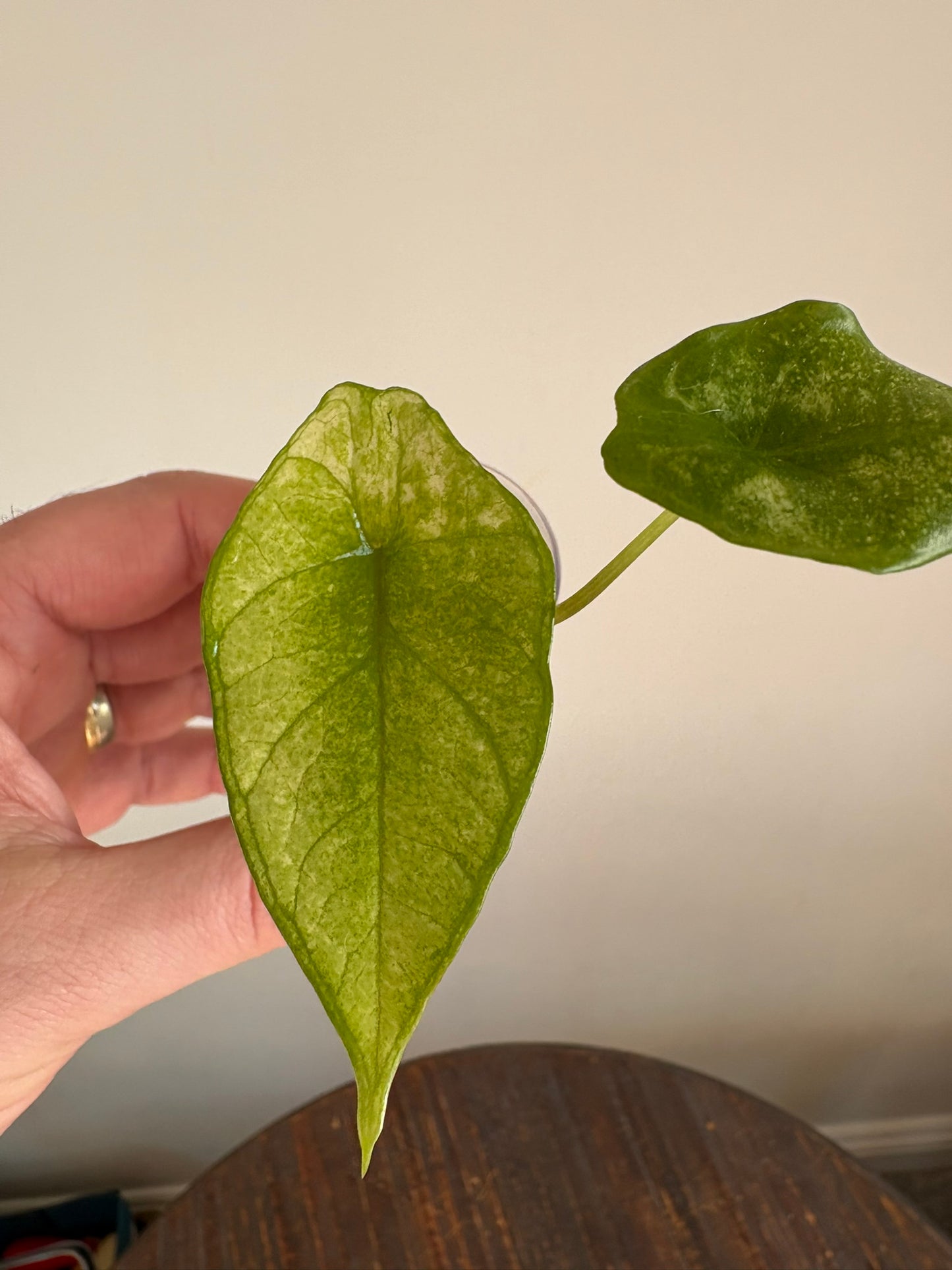 Alocasia Scalprum Albo