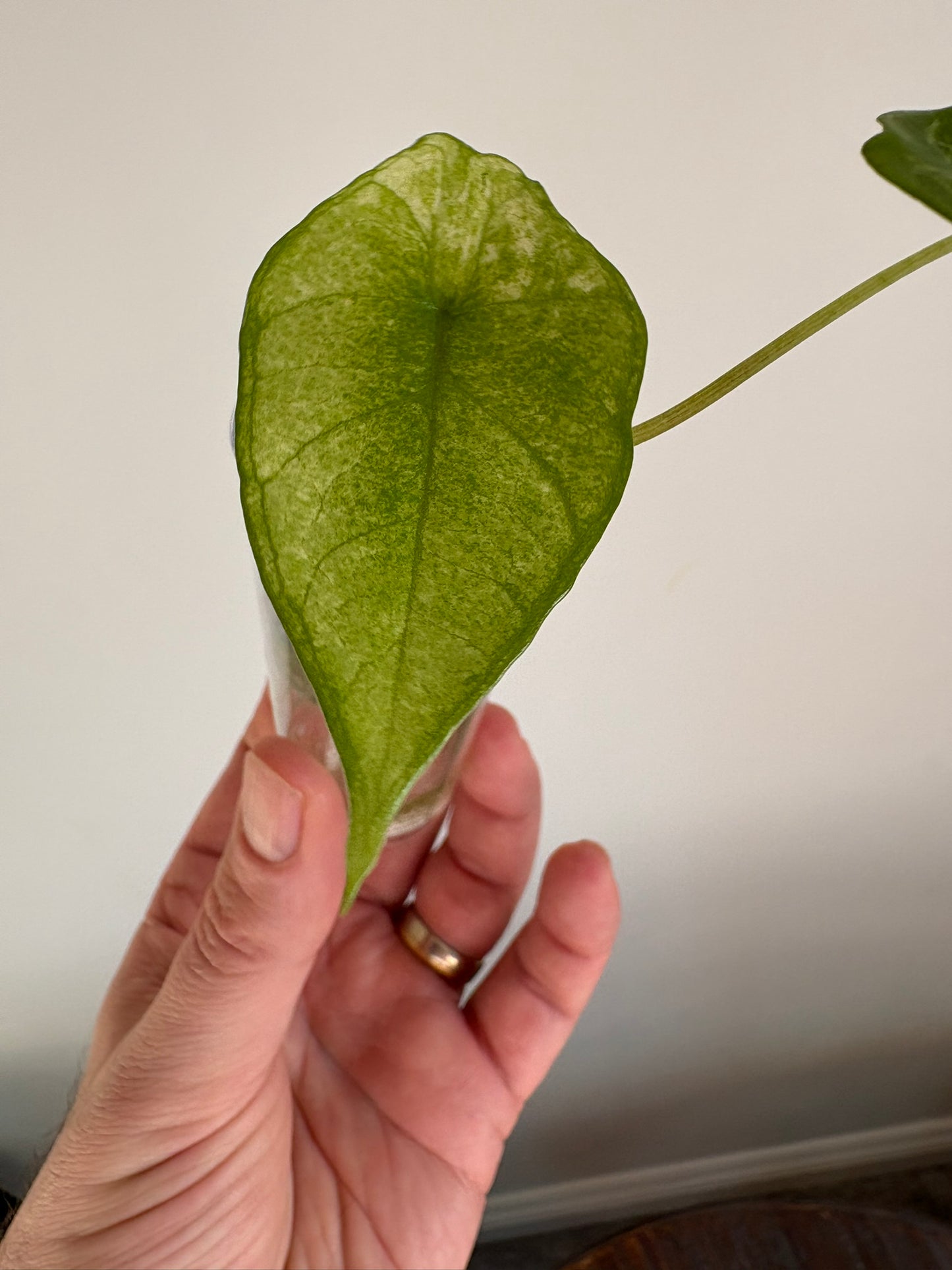 Alocasia Scalprum Albo