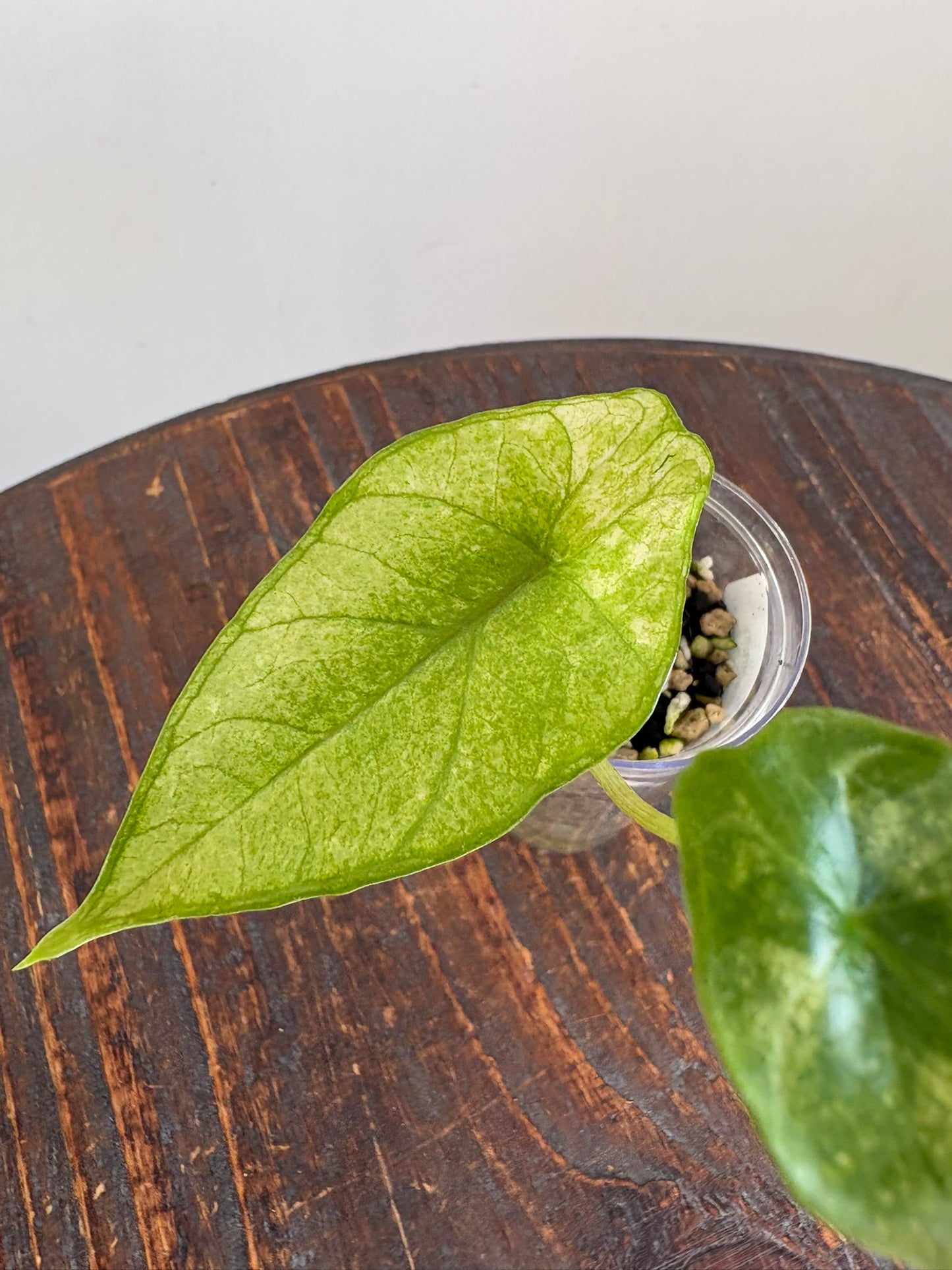 Alocasia Scalprum Albo