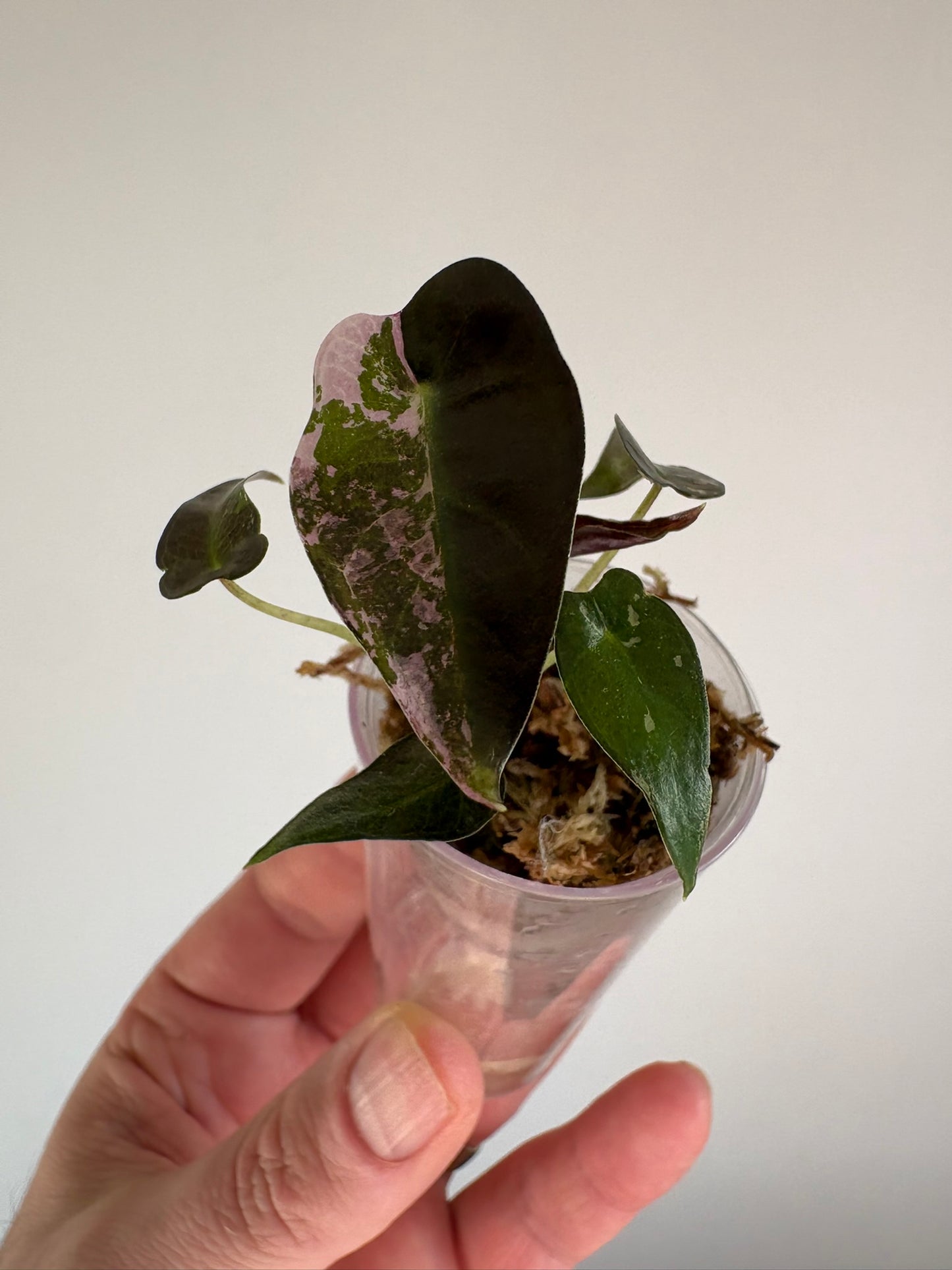 Alocasia Bambino Pink Variegated