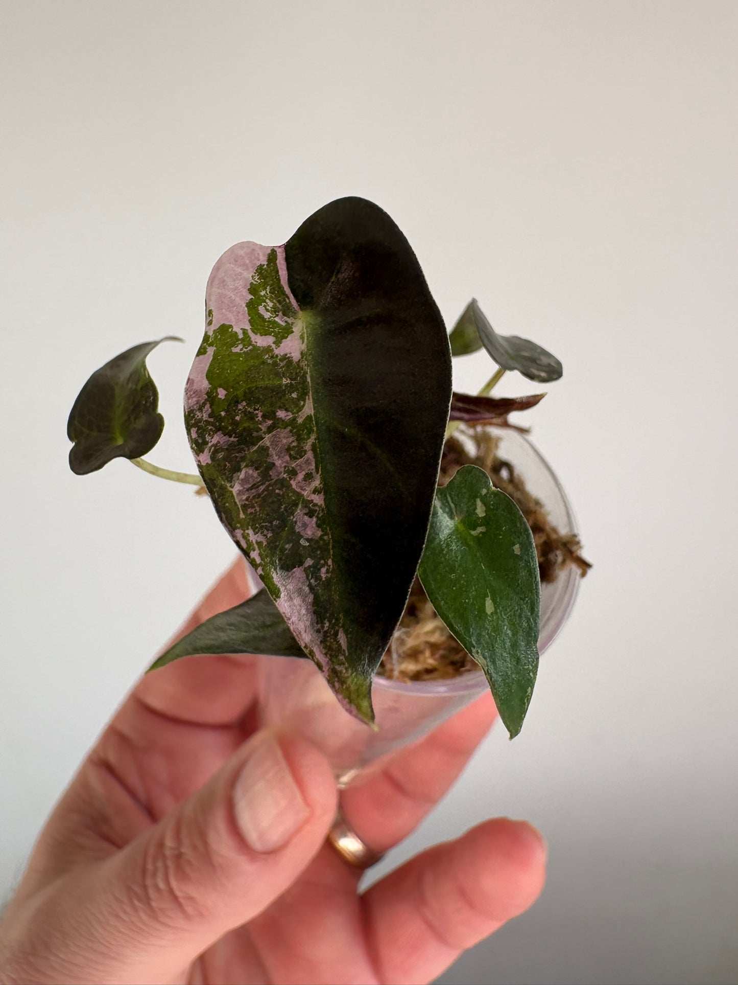 Alocasia Bambino Pink Variegated