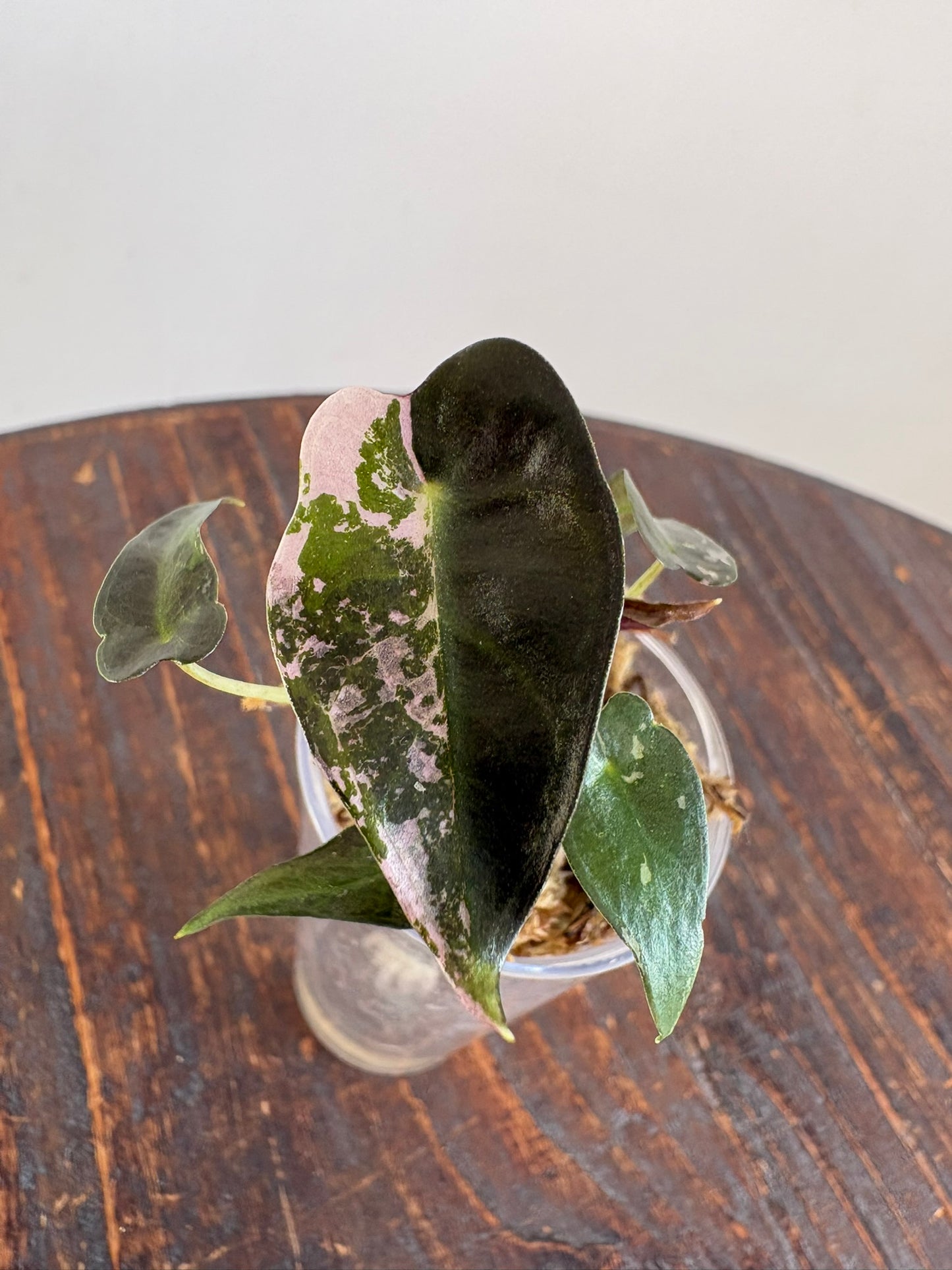 Alocasia Bambino Pink Variegated