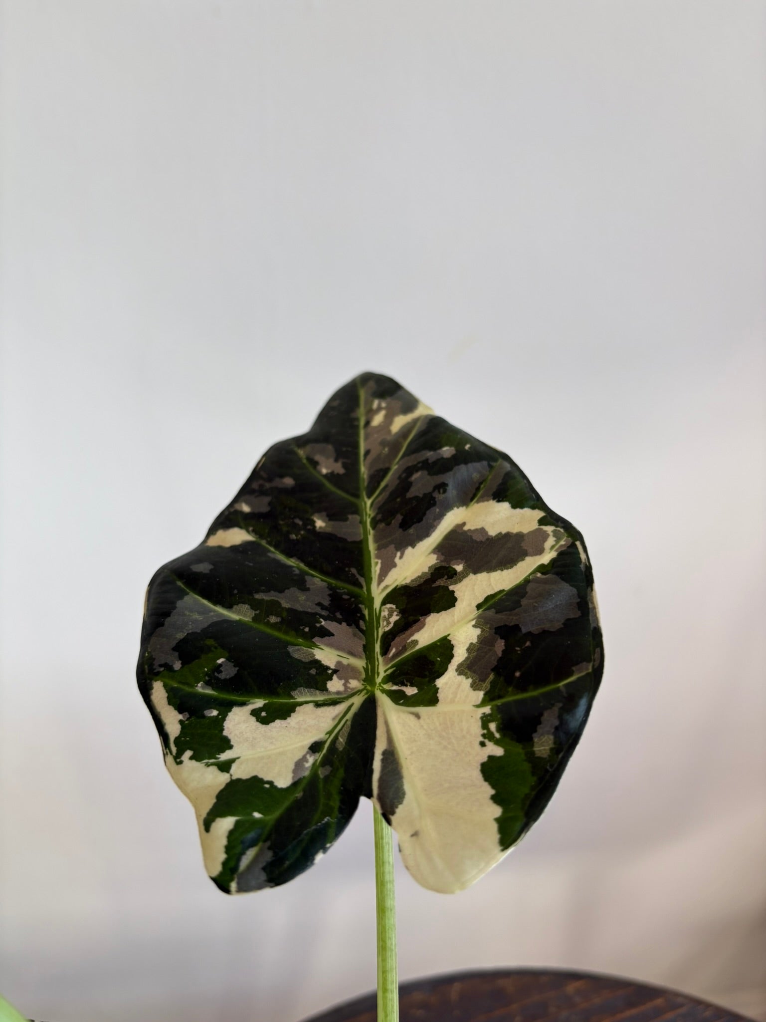 Alocasia Regal Shield Albo Pink — Medium